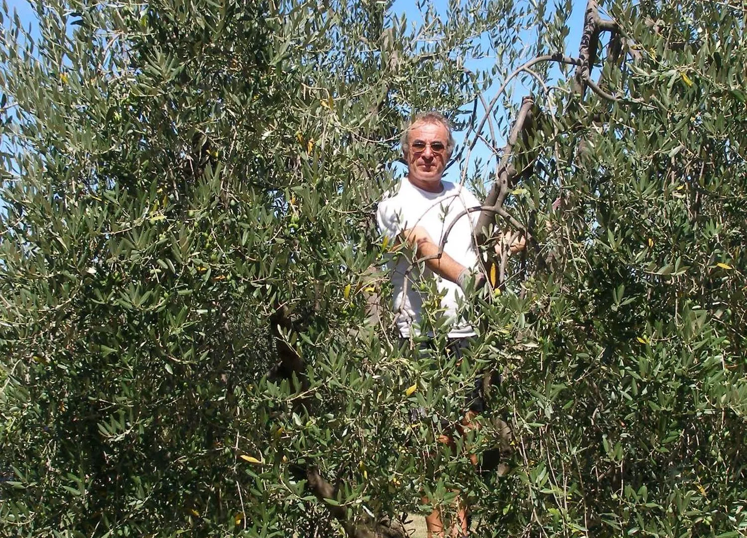 Podere Bellavista San Gimignano Country house